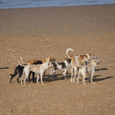 Stado wolnożyjących psów na marokańskiej plaży
