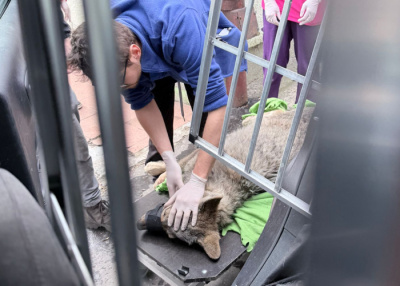 Interwencja - ratowanie wilka, fot. Karolina Baranowicz