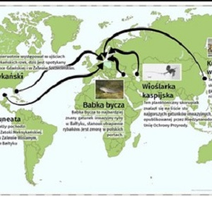 onet.pl