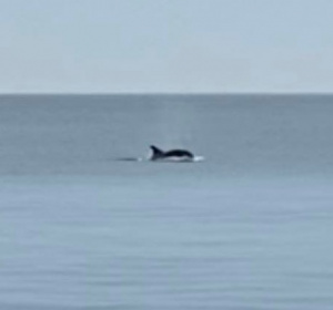 delfin