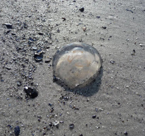 Meduza