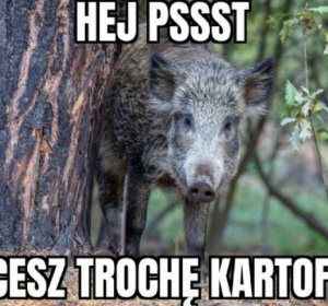 dzik