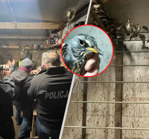 https://wiadomosci.wp.pl/trojmiasto/wloch-wiezil-polskie-ptaki-policja-pokazuje-nagranie-6970106112514560a