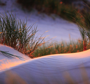 Image by morzaszum from Pixabay