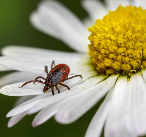 Image by Erik Karits from Pixabay
