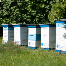 ule uniwersyteckie - pięć biało-niebieskich uli z logo UG