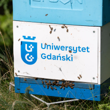 Wejście do ula; przy wejściu na ścianie ula grupa pszczół