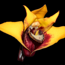Orchid 2