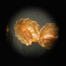 Nasiona heliamfory pod mikroskopem; fot B. Jętczak