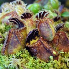 Cefalotus bukłakowaty - Cephalotus follicularis