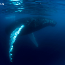 Photo by Piotr Bałazy