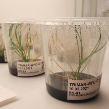 Kolekcja hodowli in vitro. Fot. M Starke