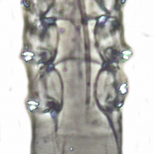 Miridex putorii