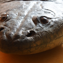 Metoposaurus 