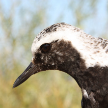 Siewnica