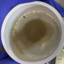 zooplankton
