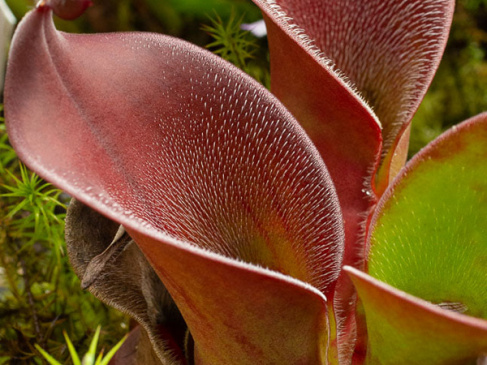 Heliamphora ciliata