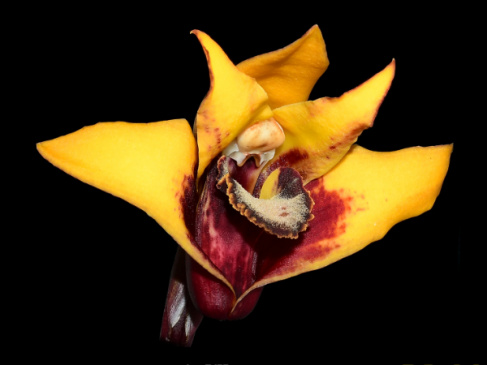 Orchidea