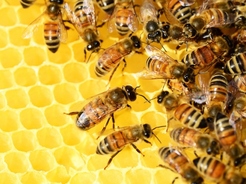 bees