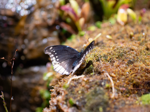 Motyl