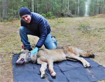 Dr Maciej Szewczyk z uśpionym wilkiem