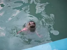 fot.