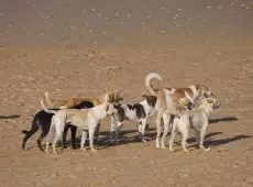 Stado wolnożyjących psów na marokańskiej plaży