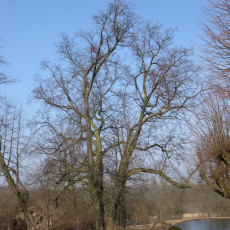 Ostromecko