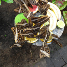 '
